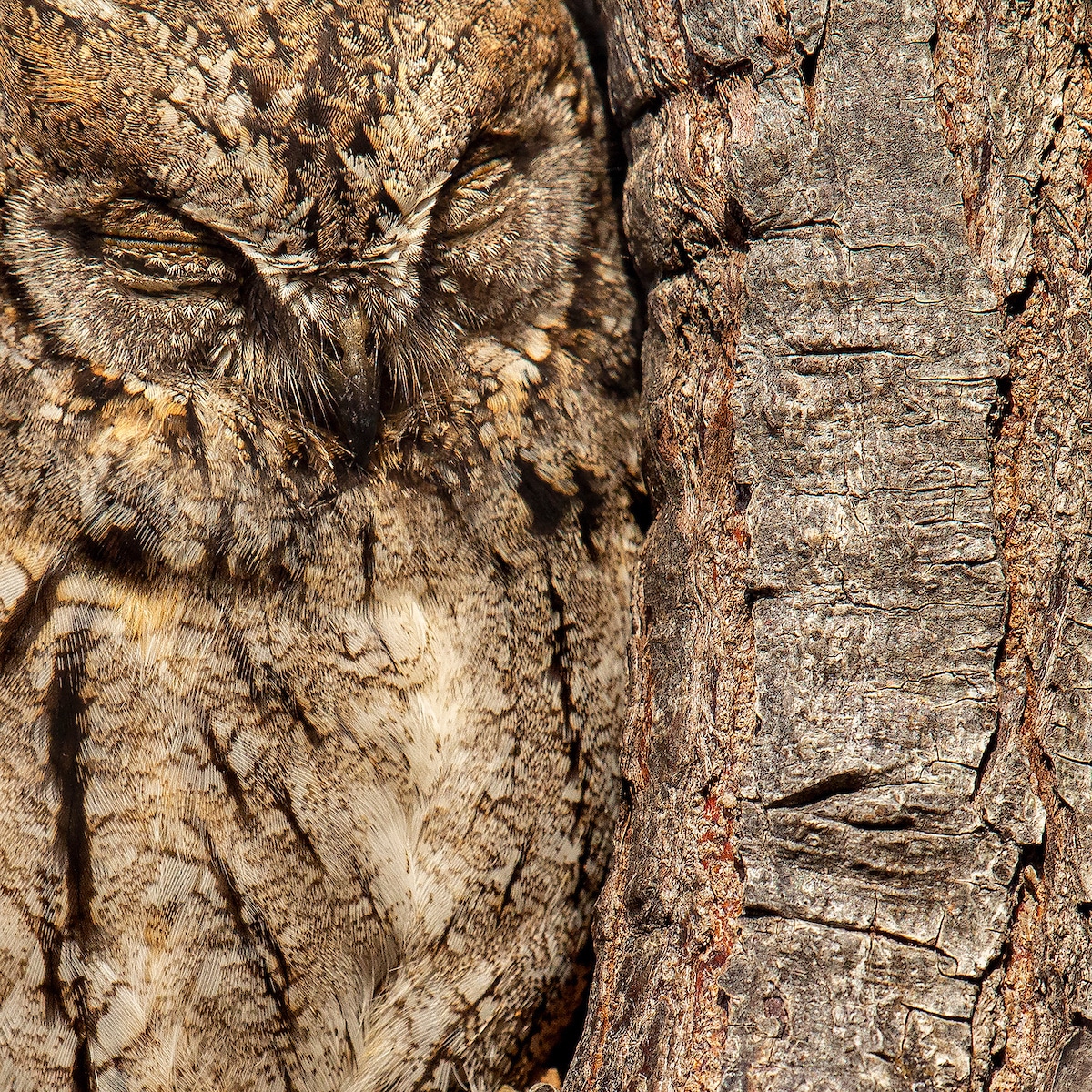 Eurasian Scops-owl Camouflaged