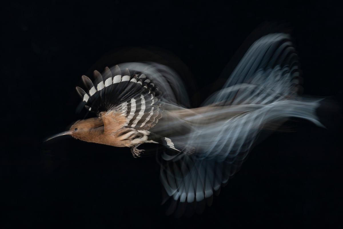 Common Hoopoe in Flight