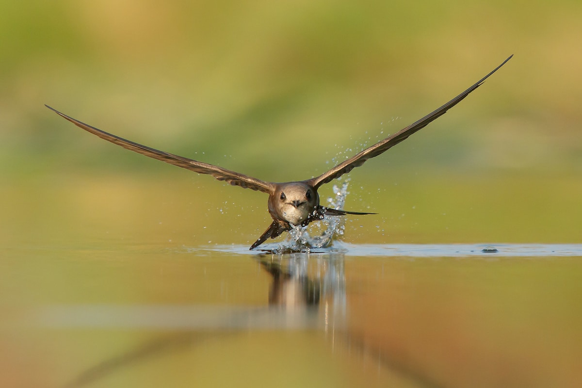 Pallid Swift Flying in Greece