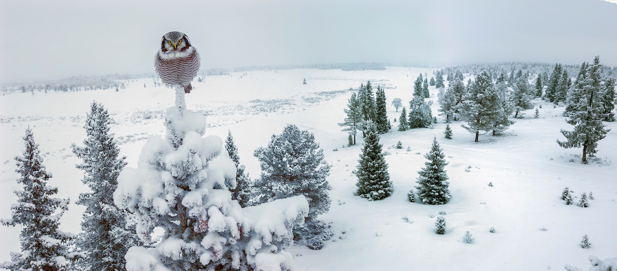 Hawk Owl in a Mountain Forest