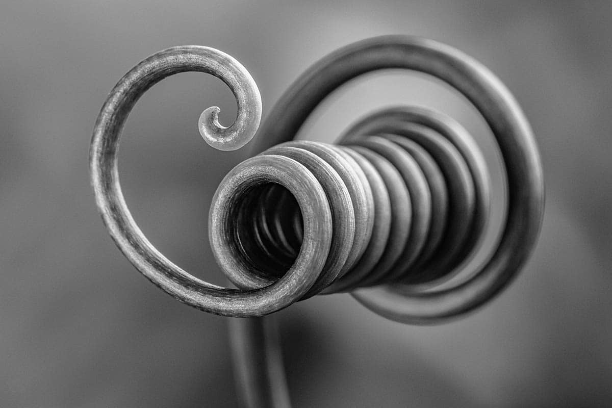 "Botanic Loop" by Bruno Militelli IGPOTY