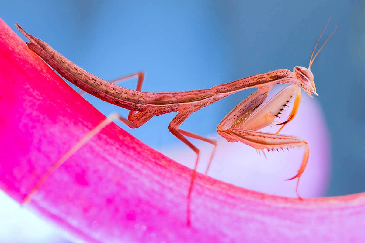 Christine Blanchin Dos Santos On the Look Out Macro Photo Highly Commended