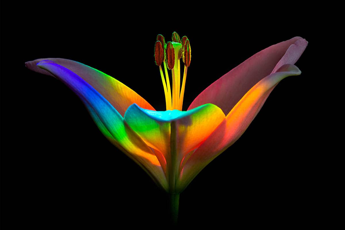 Finalista de fotografia macro da Ecaterina Leonte Rainbow Lily