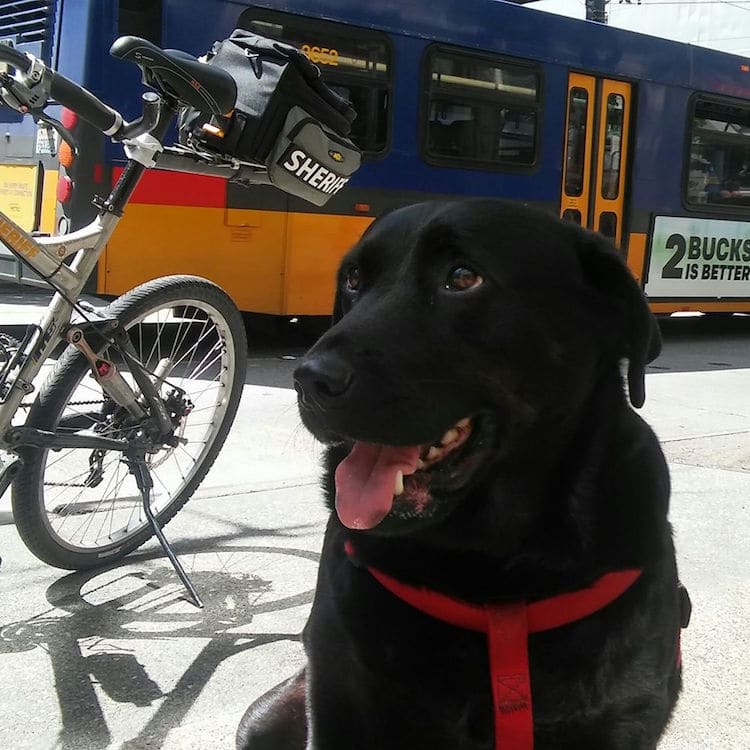 Eclipse the dog takes the bus by herself