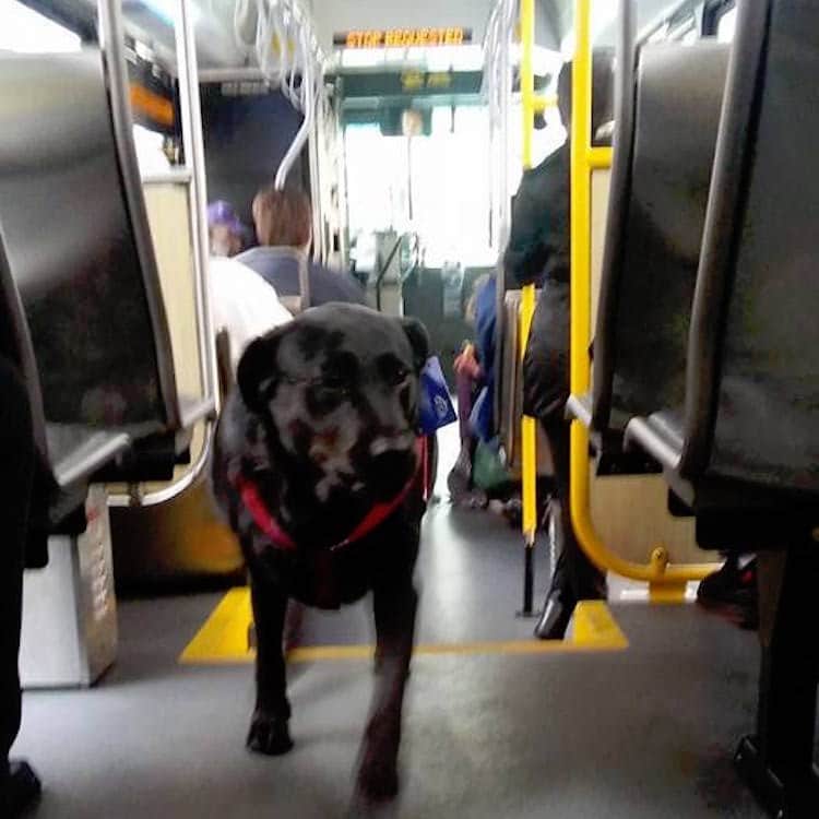 Eclipse the dog walking on the bus