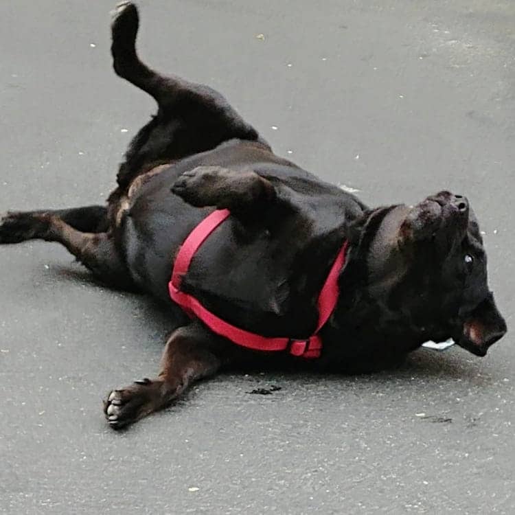 Eclipse la chienne se roulant par terre 