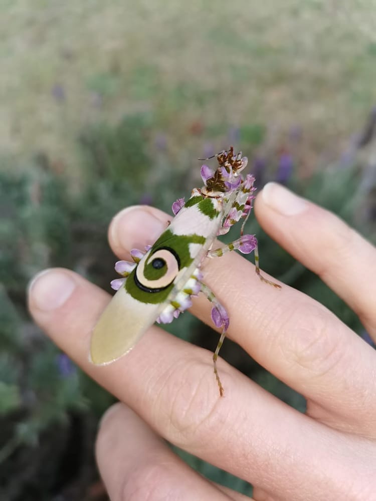 Flower Mantis Margaret Neville