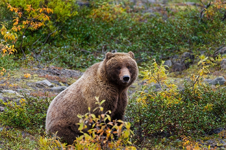 Grizzly Bear Sitting In A Field