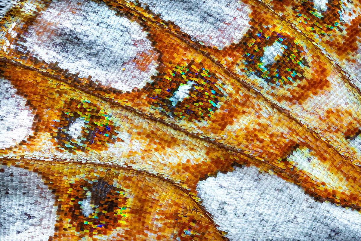 Petar Sabol Butterfly Wing V Macro Photo Commended