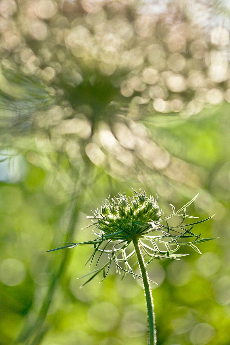 Rachele Z.Cecchini Wild Carrot Flowers in the Late Afternoon Macro Photo Commended