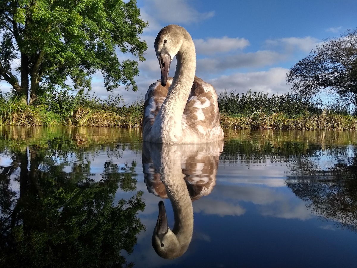 Mute Swan Swimming in a Canal