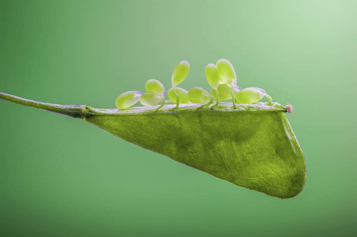 Zhang Ye Fei Shepherd's Purse Seed Macro Photo 3rd Place