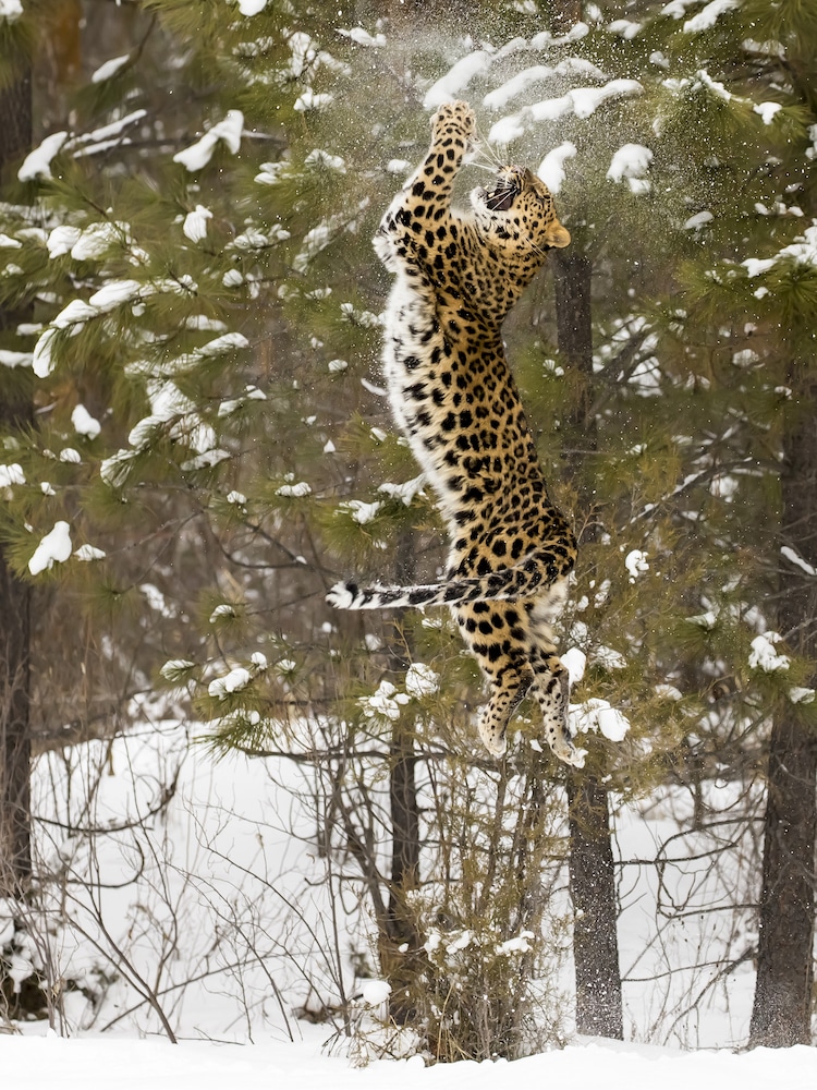 Leopardo del Amur saltando verticalmente