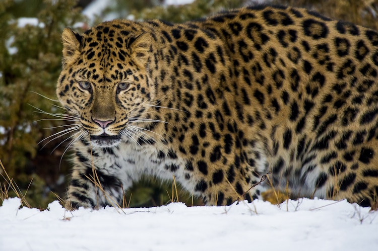 Close Up Portrait of an Amur Leopard