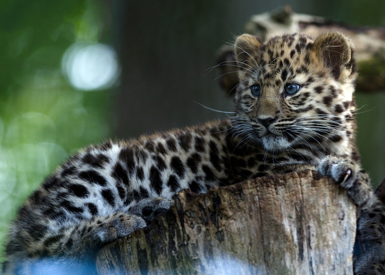 Amur Leopard Cub