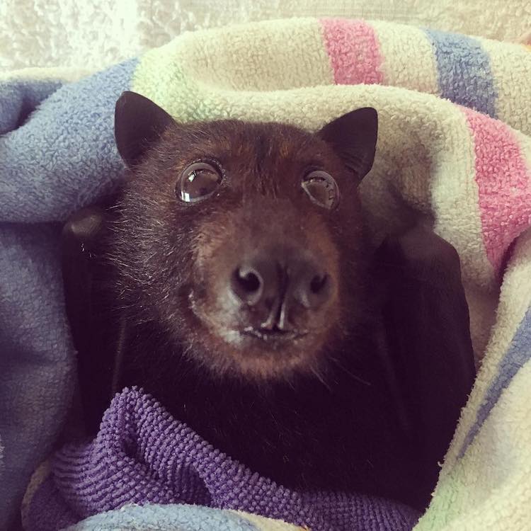 Bats Queensland Rescues Tiny Animals and Shares Adorable Bat Photos