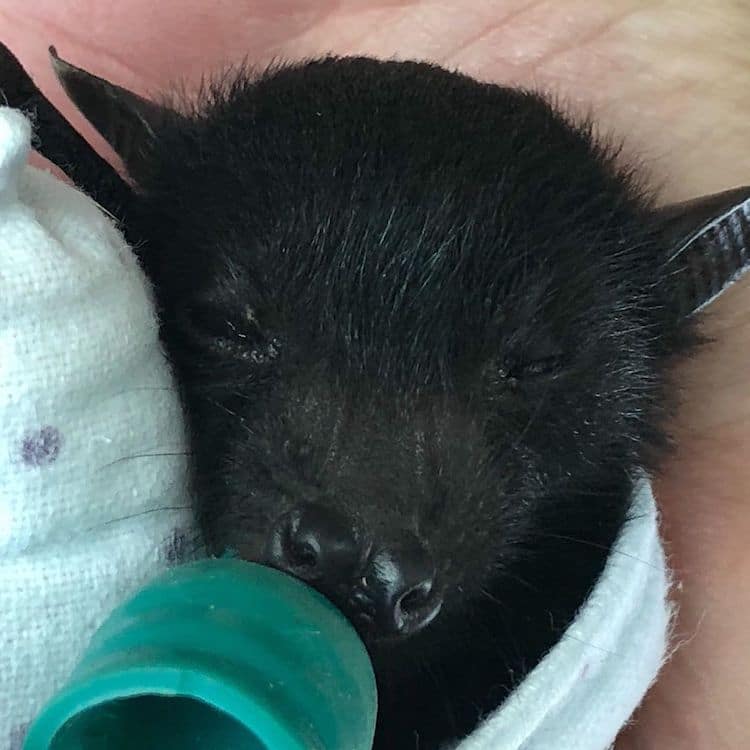 Baby Bat Being Nursed Back to Health