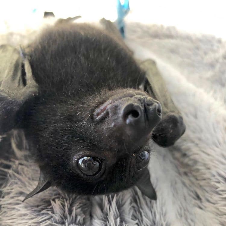 Flying Fox Rescue in Australia