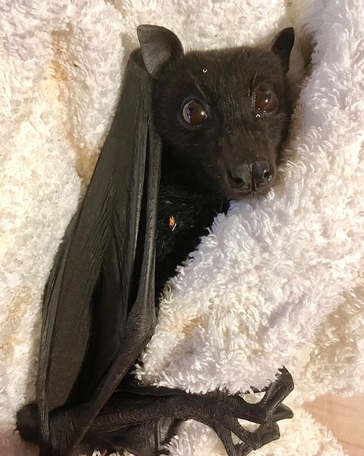 murcielagos tiernos en Bats Queensland