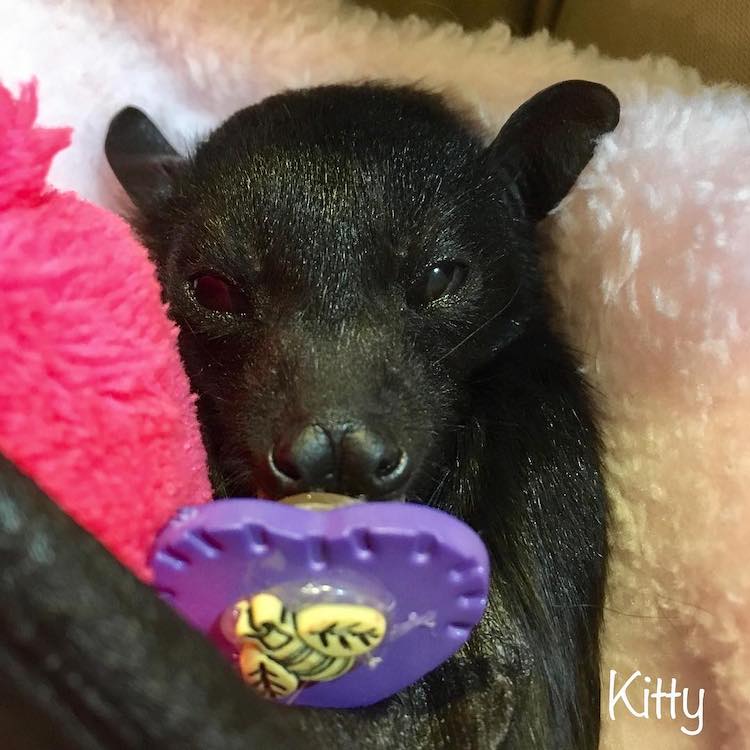 Baby Bat Sucking on a Pacifier