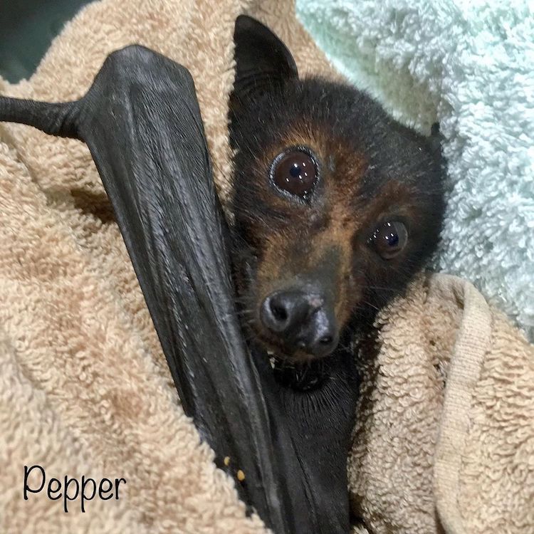 Bats Queensland Rescue and Rehabilitation