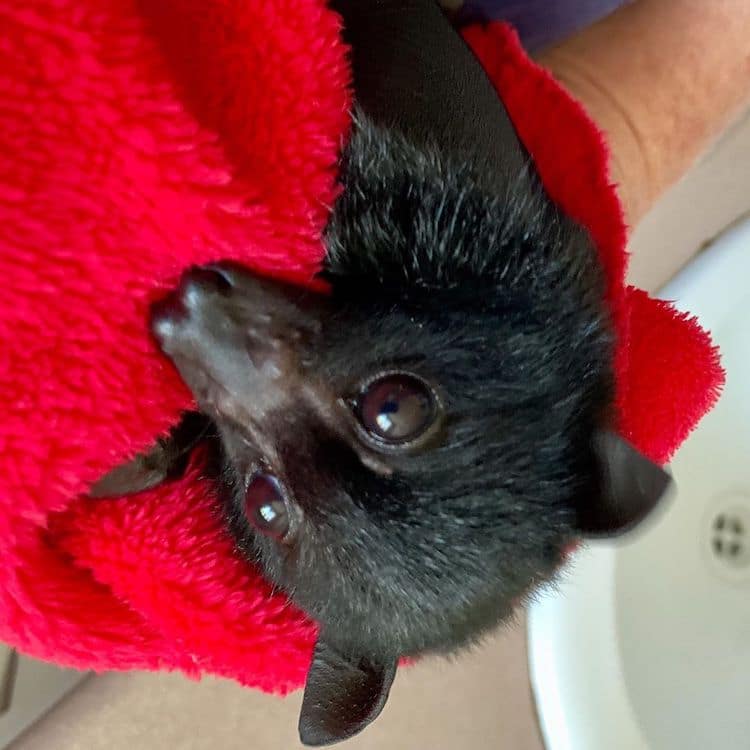 Flying Fox in Rehab