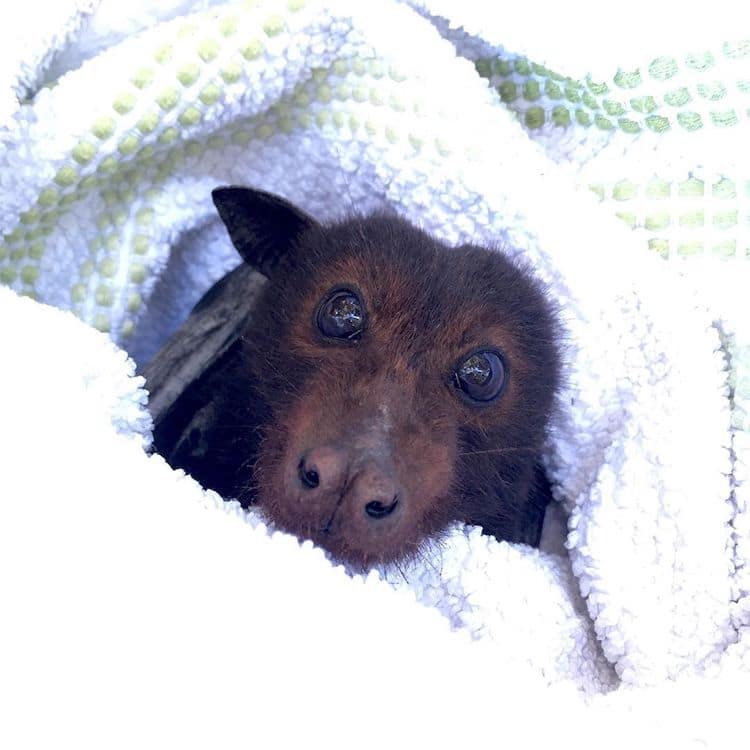 murcielagos tiernos en Bats Queensland