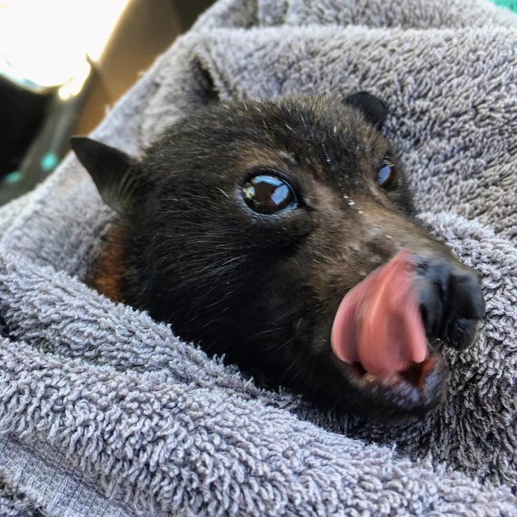 Cute Flying Fox Sticking Its Tongue Out