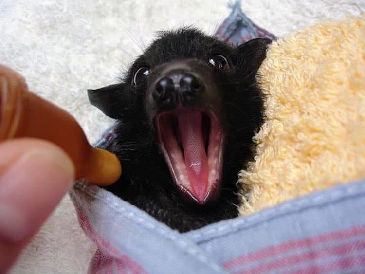 Cute Yawning Bat