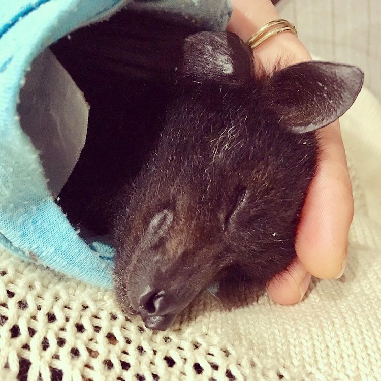 Cute Sleeping Bat