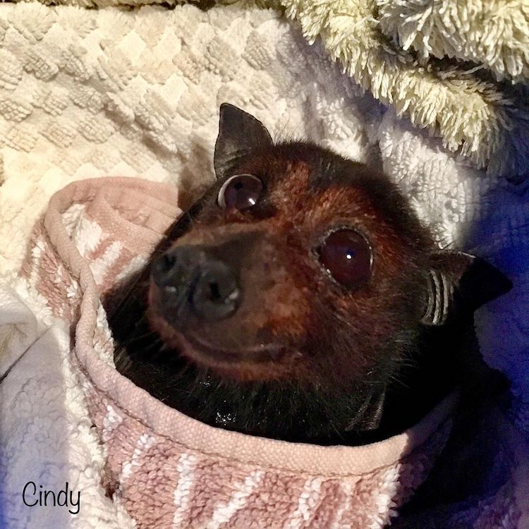 Adorable Smiling Bat