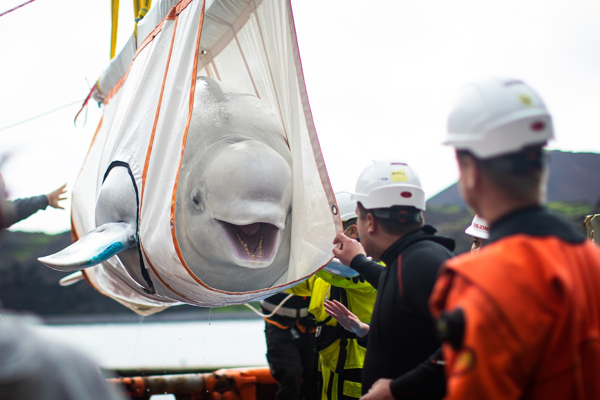 Beluga Whale Rescue
