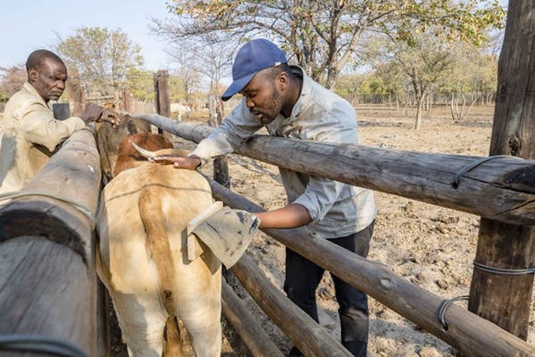 Farmer Painting Cattle to Protect from Predators