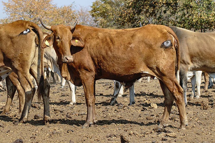 Cattle with Painted Eye to Ward Off Predator