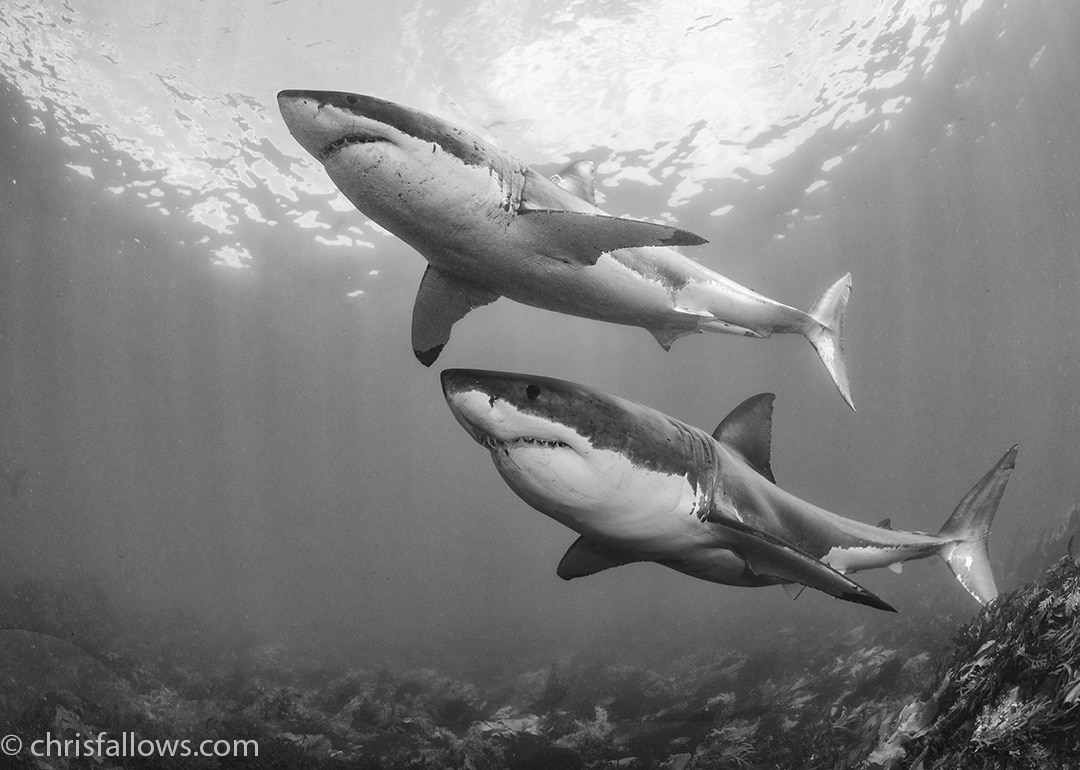 Shark Photography by Chris Fallows