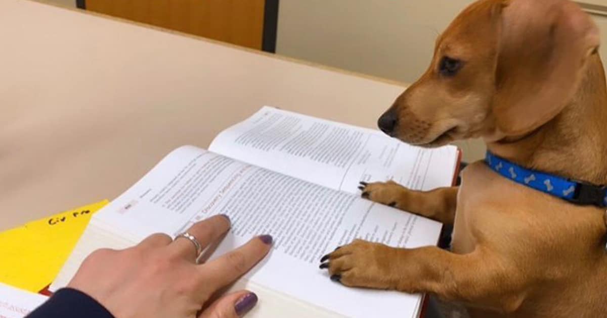 dog homework picture