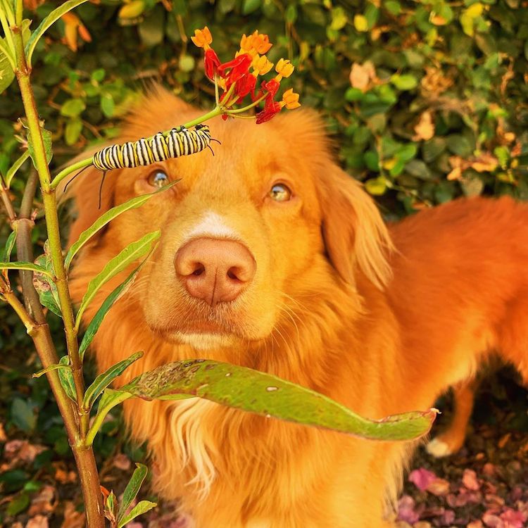 perro con mariposas