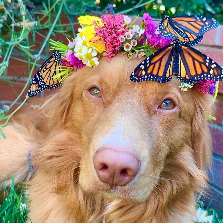 perro con mariposas