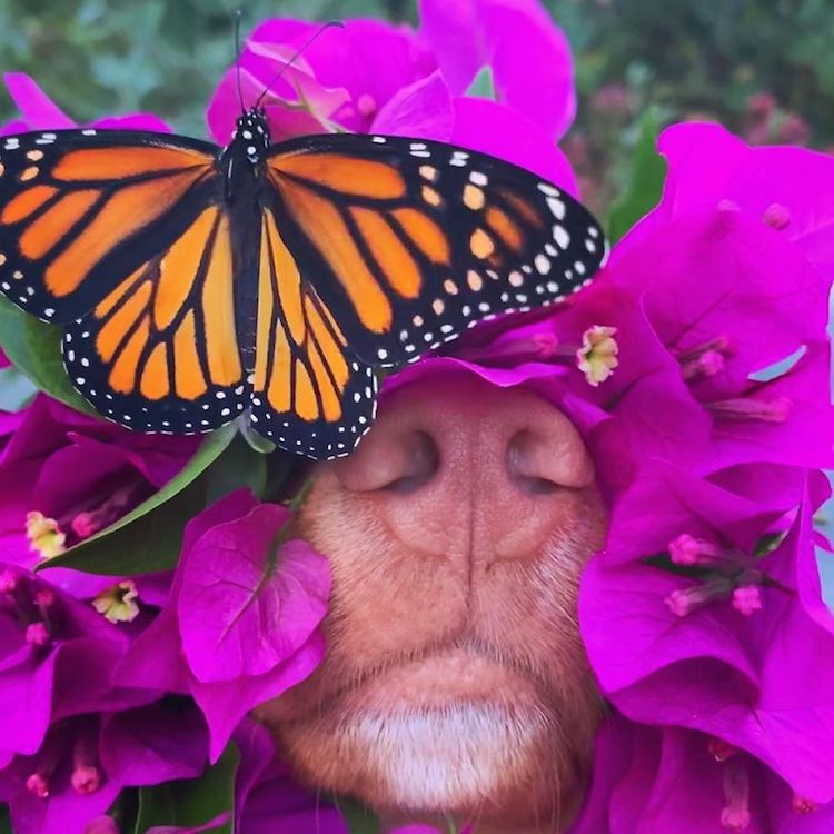 perro con mariposas