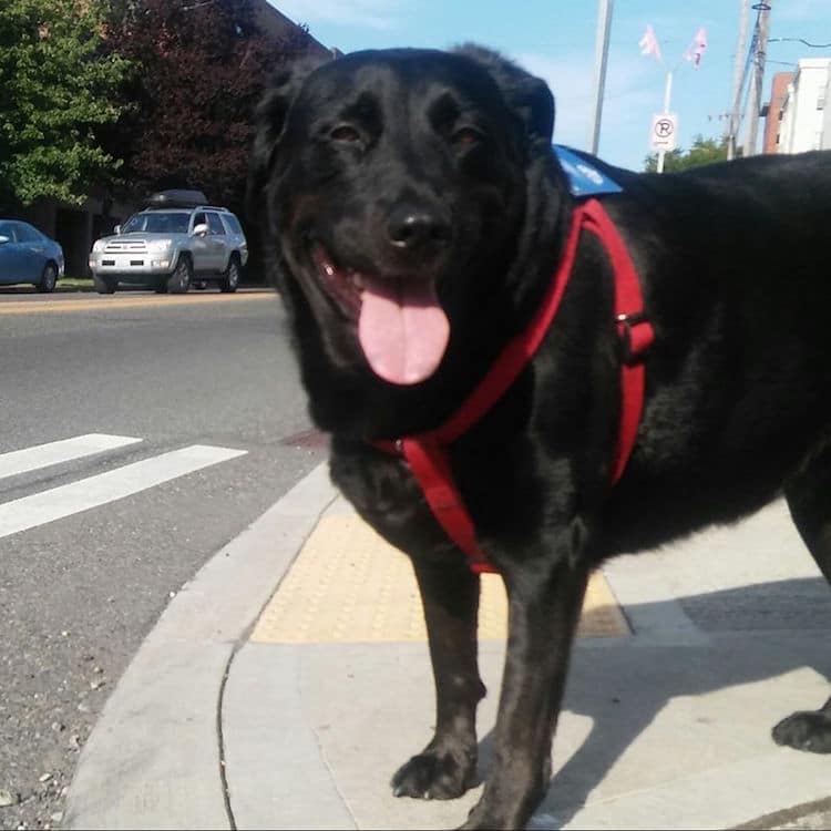 Eclipse the dog waiting at crosswalk