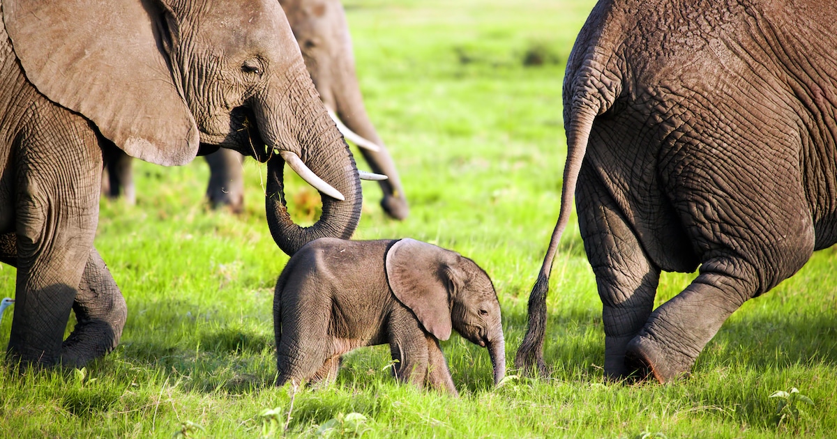 Kenya S Elephant Baby Boom Is Helping Increase The Population