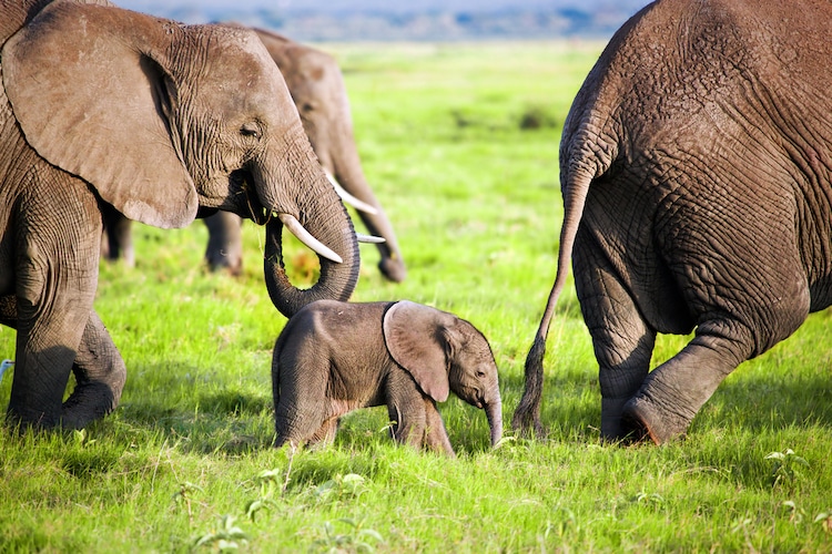 Elefante bebé en el parque nacional de Amboseli en Kenia