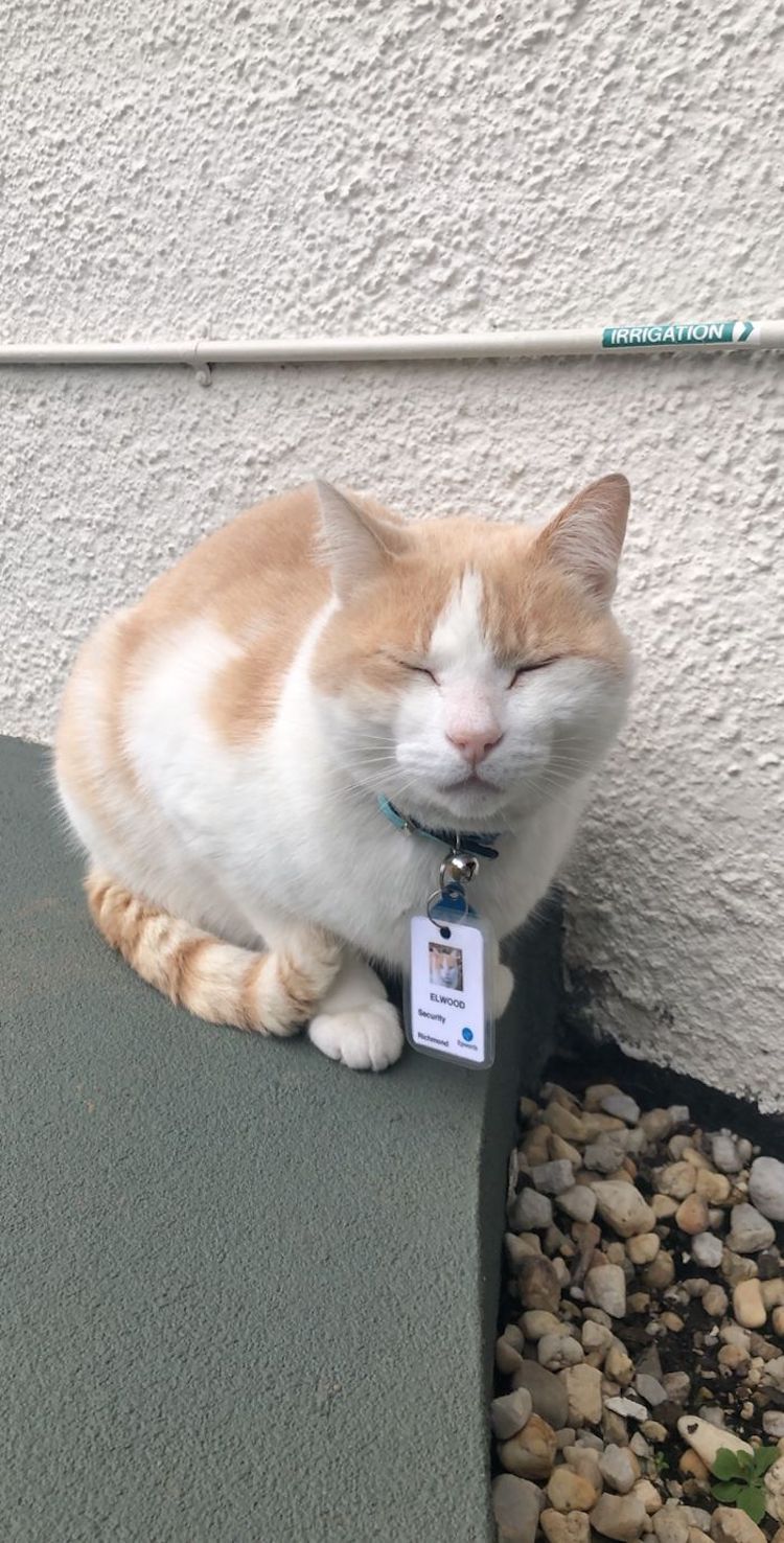 Elwood the Hospital Cat Gets ID Badge
