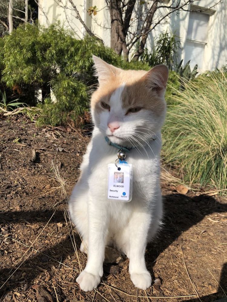 Elwood the Hospital Cat Gets ID Badge