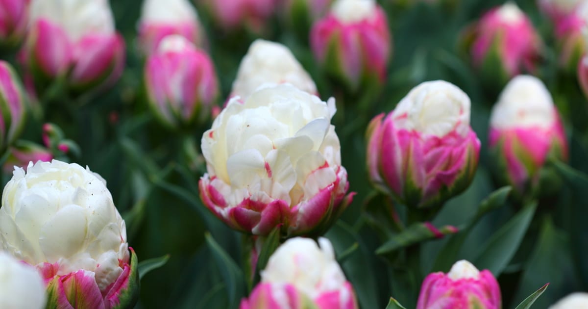 Gorgeous Ice Cream Tulips Looks Good Enough to Eat