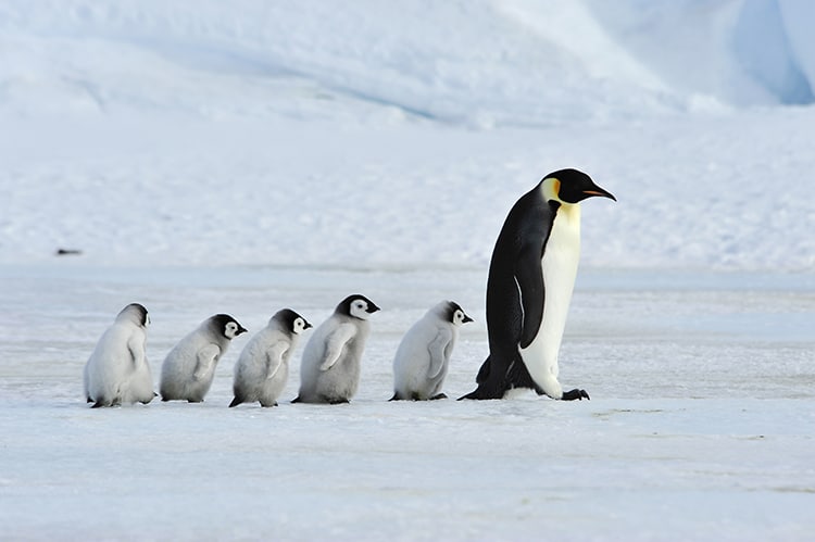 Emperor Penguin And Chicks