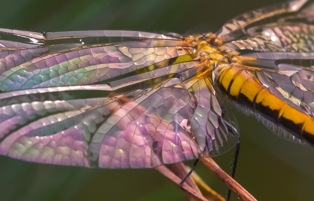 Dragonflies the Star of Photography Book About Their Lifecycle