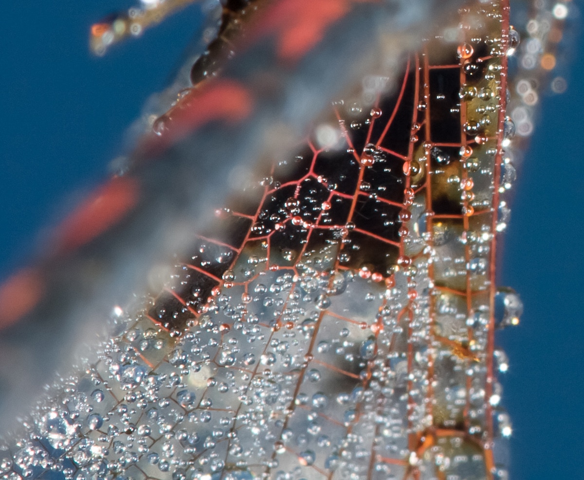 Close Up View of Calico Pennant Dragonfly Wing