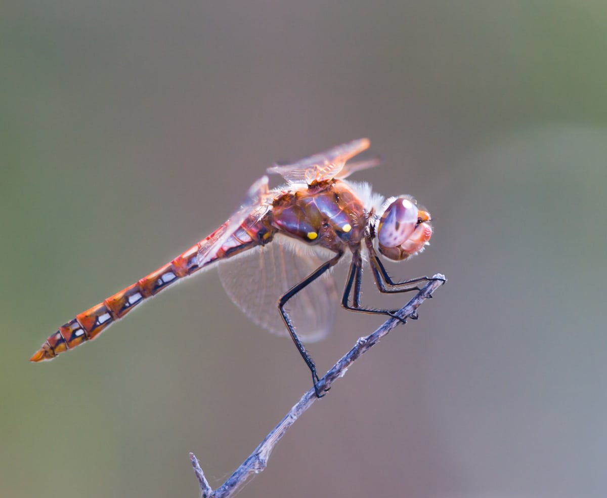 Dragonflies by Pieter van Dokkum