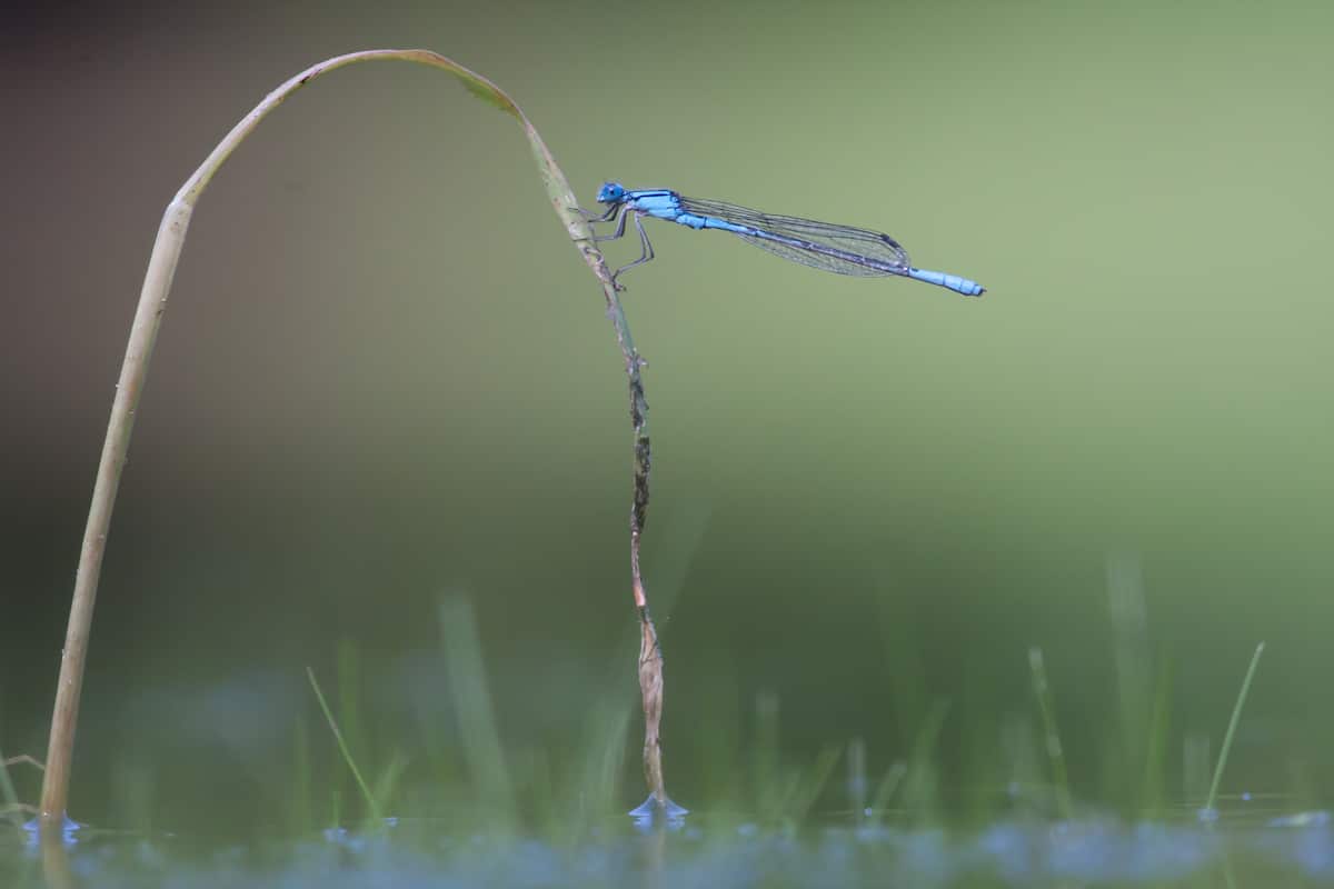 Dragonfly Perched on Grass